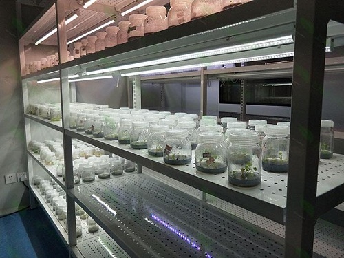 恩阳植物组织培养实验室设计建设方案